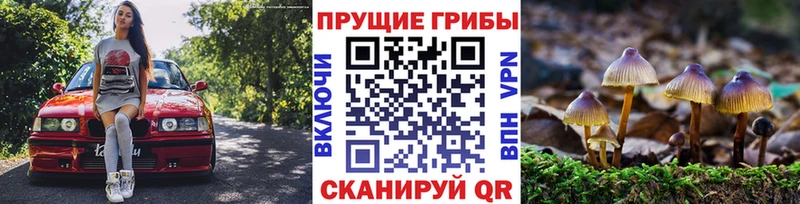 Купить где  Мытищи  Псилоцибиновые грибы Psilocybine cubensis 